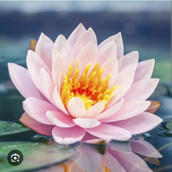 Meet your Posher, SJ - Picture 1 of 1